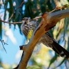 Lalocnatka tasmanska - Anthochaera paradoxa - Yellow Wattlebird o6731